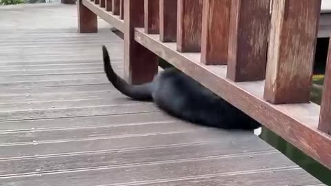 CATS funny Videos😂🤣