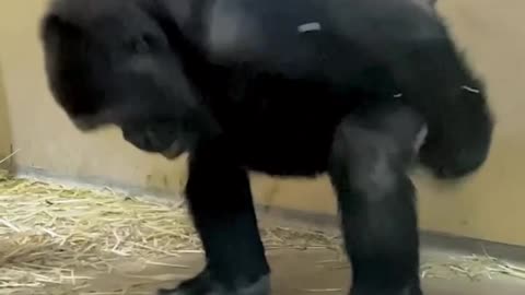Gorilla Dancing