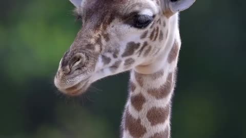 the giraffe is the only animal that is born with horns.