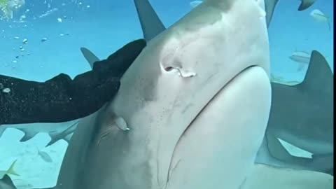 Tiger Shark revealing teeth