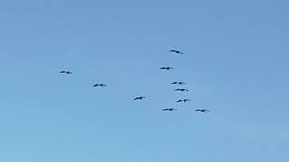 Kite by a bunch of birds