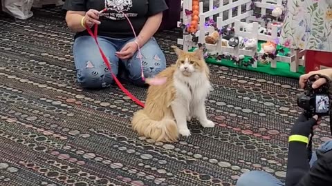 Video From the Garden State Cat Expo 2023. Something Different to Watch! #catshow #shortvideo #cat
