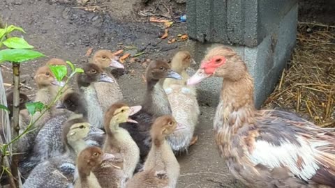 Muscovy duck