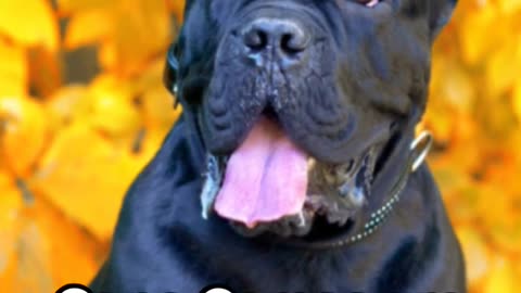 Unleashing the Power: The Mighty Cane Corso