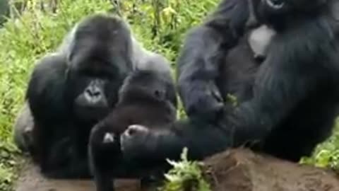 BABY GORILLA SPENDS TIME WITH DAD