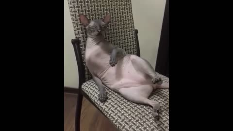 Funny videos with cats