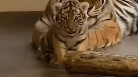 Mother Playing with Little Cub | Nouman Hassan | #tiger #lion