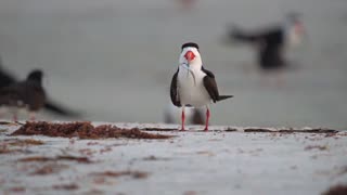 Black Skimmer with Sushi