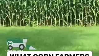 CORN FARMERS DURING HARVEST