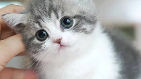 Beautiful Cat Video | Cute Cat Vidio | Beautiful Pets Vidio