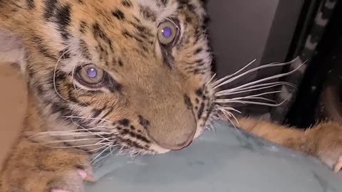 tiger cub going ham