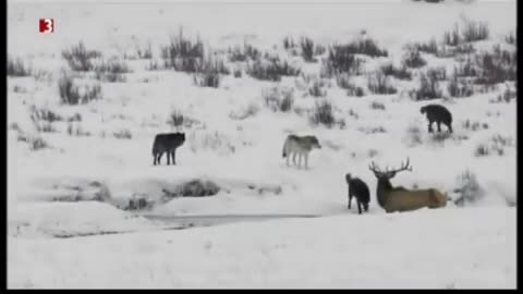 Wolf pack (Yellowstone Druid pack) vs Elk (Waipiti)