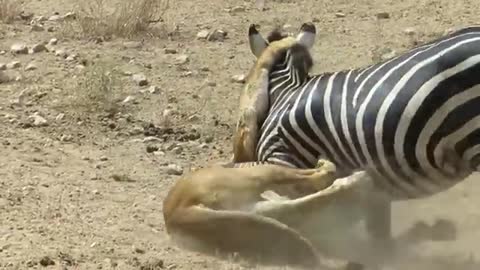 Amazing: Lion vs Zebra with unexpected escape