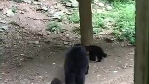 Attempted Bear Cub Rescue