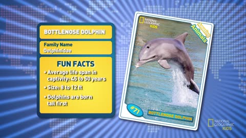 Dolphin Fun Facts