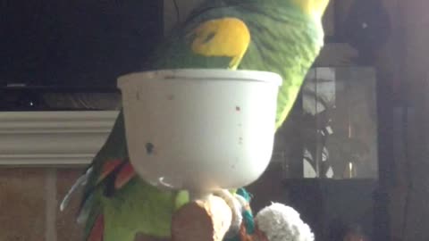 Mango dances again!