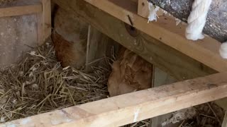 This Nesting Box is Occupied!
