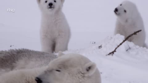 El reino del osos polar