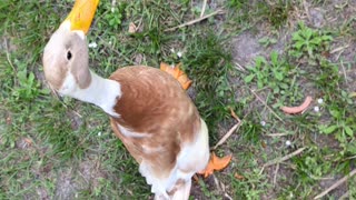 Taking Cooper the runner duck for a walk in the backyard