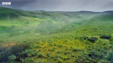 Locust Plague Devours 40,000 Tonnes of Vegetation | Earth's Tropical Islands | BBC Earth