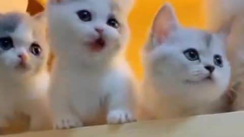 4 CUTE CAT LOVELY SONG | CAT FUNNY VIDEO