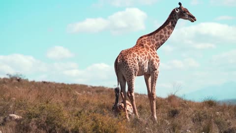 Giraffe: Earth's Highest Pollinating Mammal