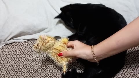 Real Cat or Fake? Black Cat's Hilarious Reaction to a Cat Toy!
