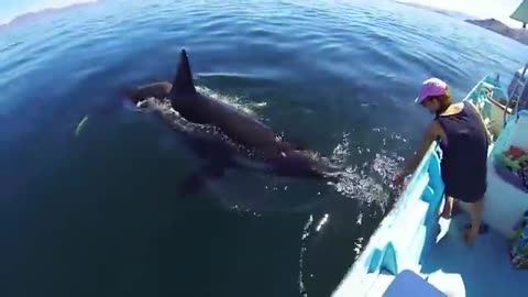 Unique Orca encounter in the Sea of Cortez...Bahia de los Angeles, Mexico.