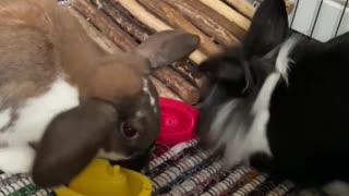 Cute bunnies play with stacking toys