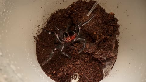 I Vacuum Venom from the World's Deadliest Spider