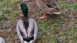 A family of ducks by a river in the rain.