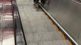 Dog Climbing Down the Escalator Going Up