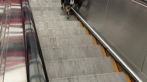 Dog Climbing Down the Escalator Going Up