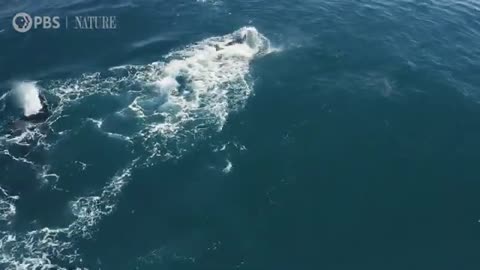 How Orcas Hunt Dolphins