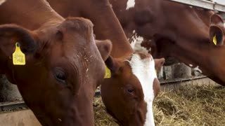 Vaccine - In Cows?