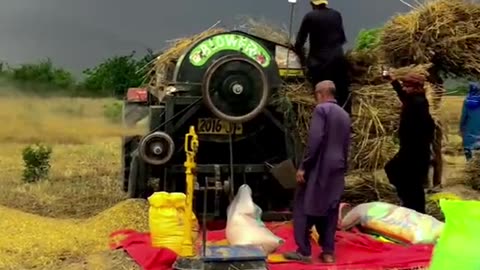 Wheat 🌾 Harvesting Rainy Weather