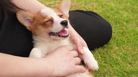 MY CORGI LOVES BELLY RUBS