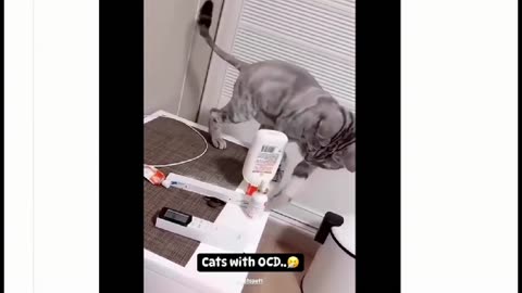 #cats, #ocd, #funny,