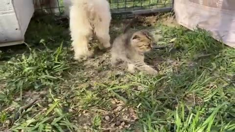 The kitten asking his mother cat not to leave him alone was so cute