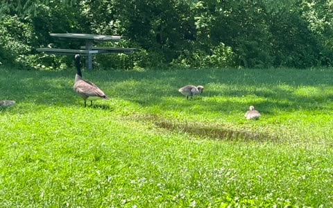 Another group of Canada Geese at James Gardens Toronto