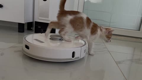 Kitten vs Robot Vacuum