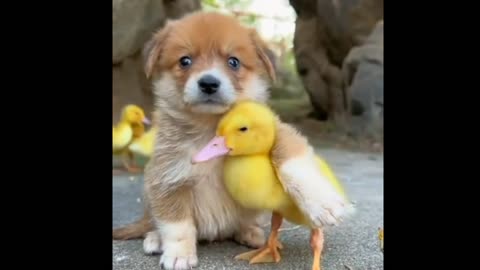 A Puppy And A Duck Sweet Friendship