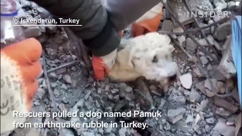 Babies And Dogs Rescued From Rubble Days After Earthquake In Turkey And Syria