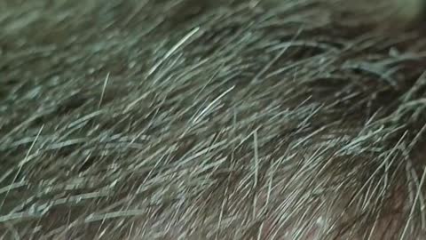 Luciferace hydrogel parasites flys skin hair