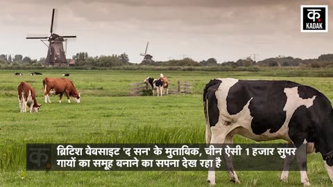 Chinese Super Cows: China ने तैयार कर की 3 'Super Cow',देगी 1 लाख लीटर Milk! | Hindi News