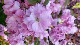 Sakura tree with pink flowers in a spring day 2024