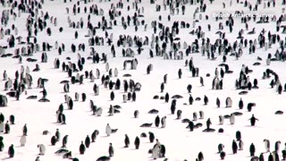 Emperor penguins suffered mass breeding failures in 2023