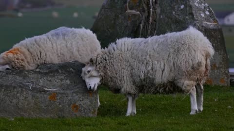 sheep animals domestic grazing