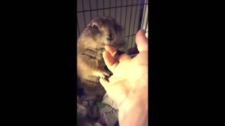 Junior, the Prairie Dog! – DaisyMay & Company - CreaVids MUSIC