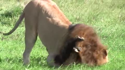 Male Lion Kills Baby Buffalo